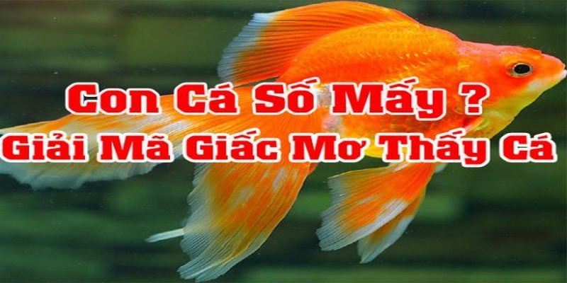 Giải mã giấc mơ thấy cá báo hiệu điềm lành hay dữ?