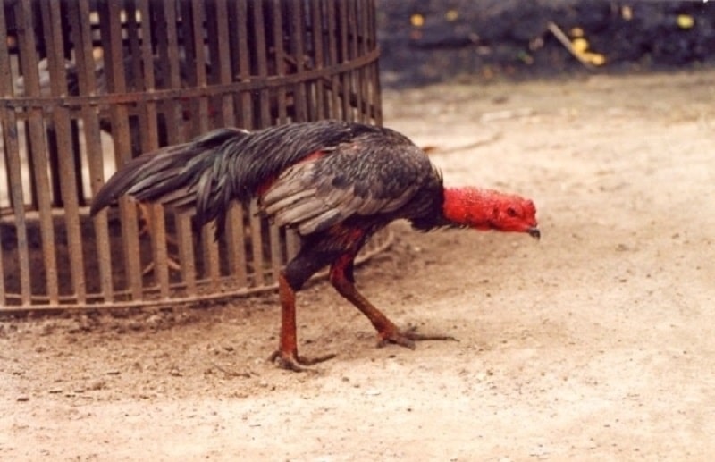 Nguyên nhân làm cho gà không chịu ăn